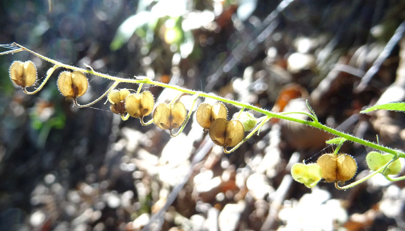 Veronica urticifolia - Plantaginaceae